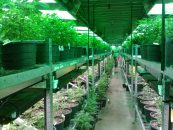 Can I Grow Weed Without Equipment?